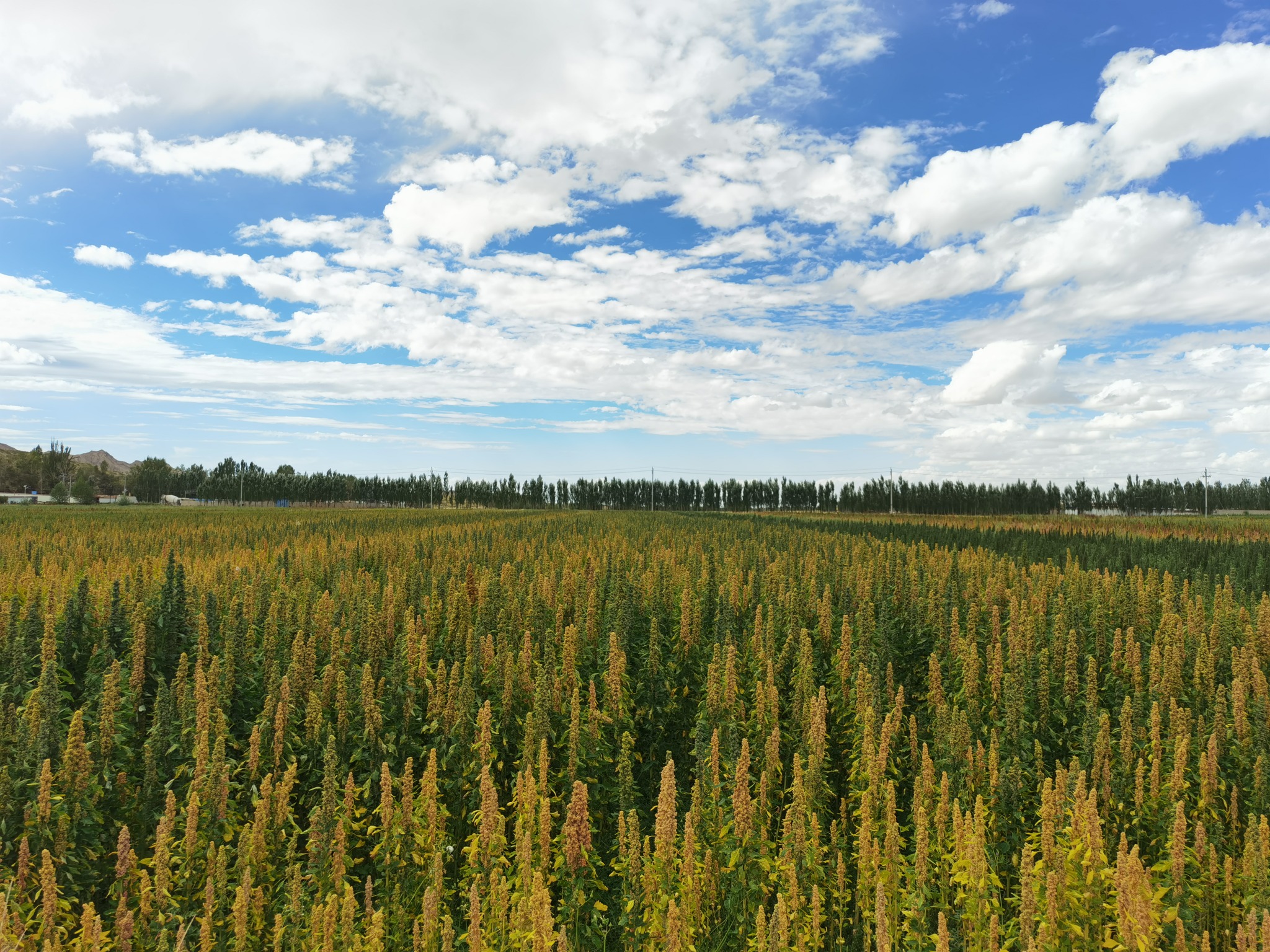 Jiaqi Qinghai quinoa breeding base