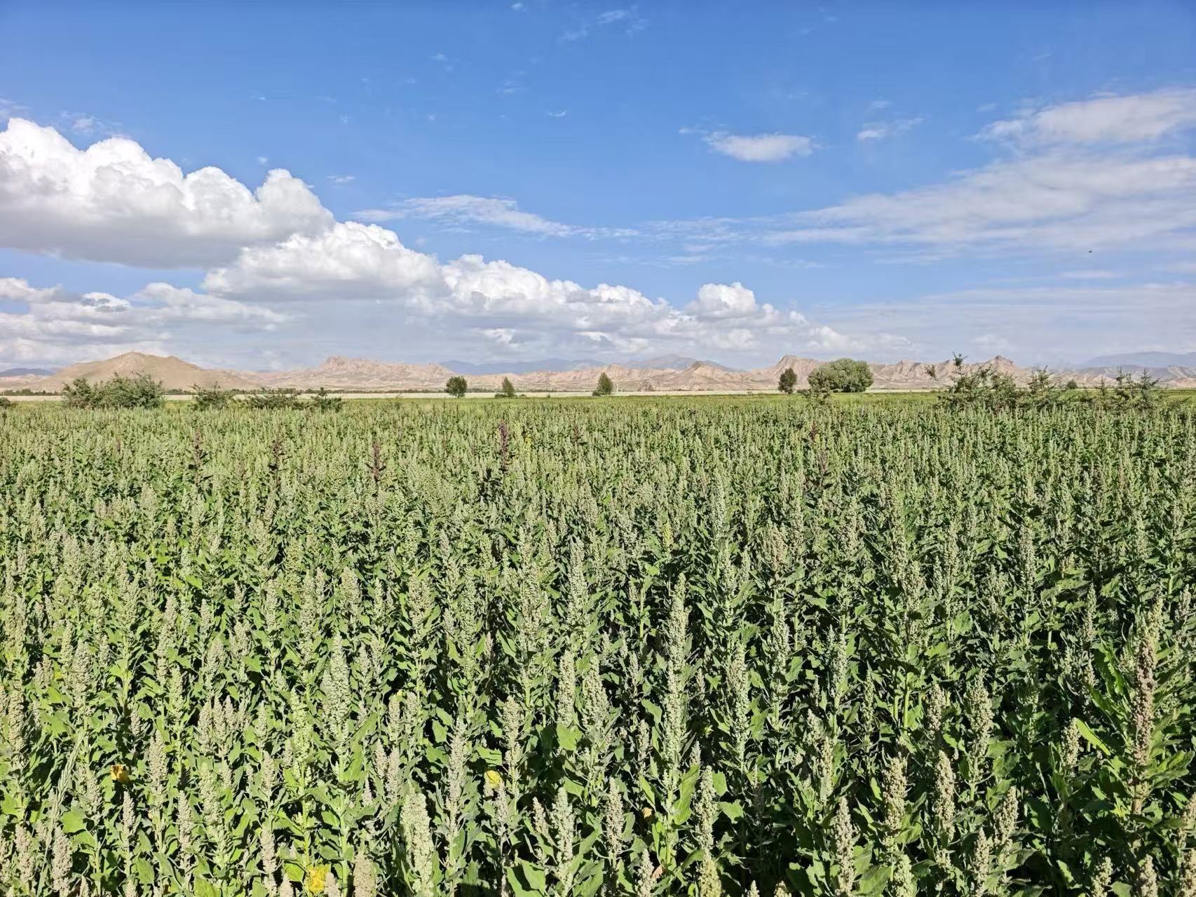 David and Shanxi Agricultural University researchers in Qinghai quinoa field