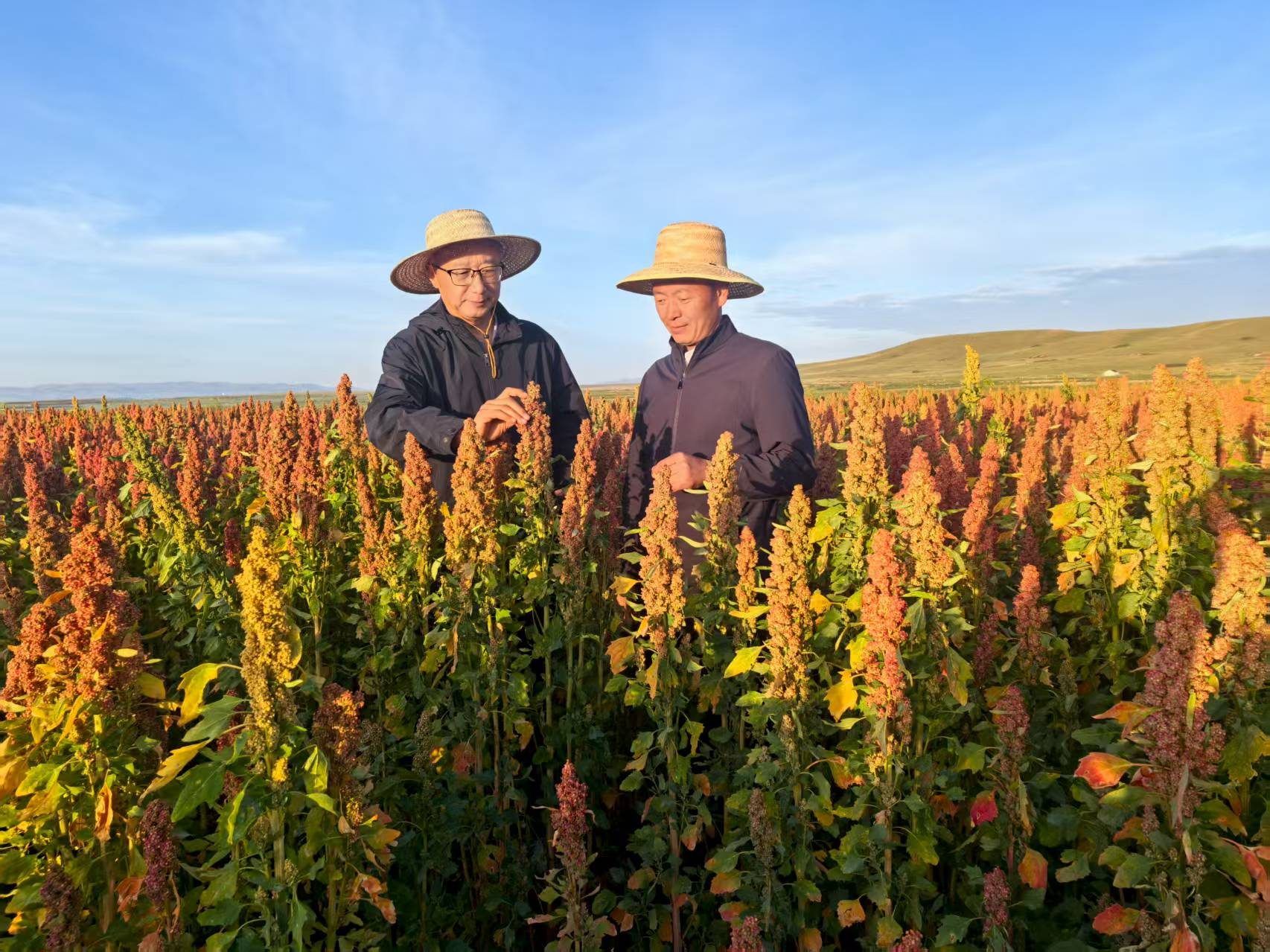 Gansu quinoa grower in field