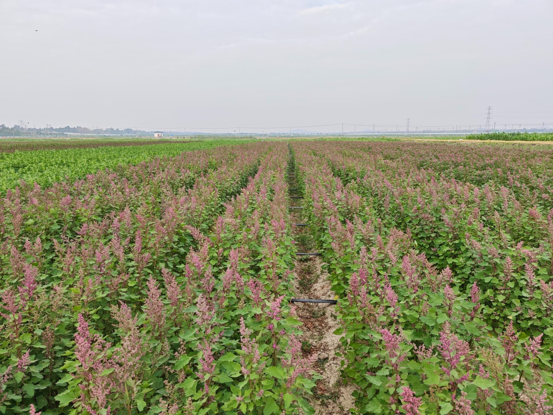 Hainan quinoa base