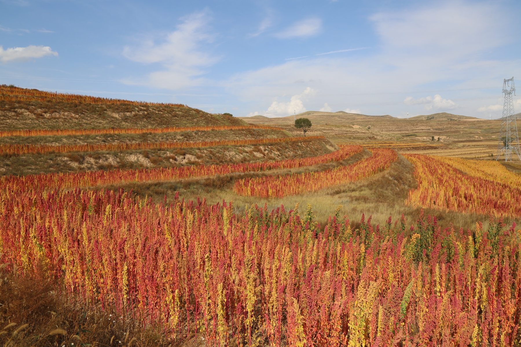 Quinoa on Loess Plateau terraces in Shanxi