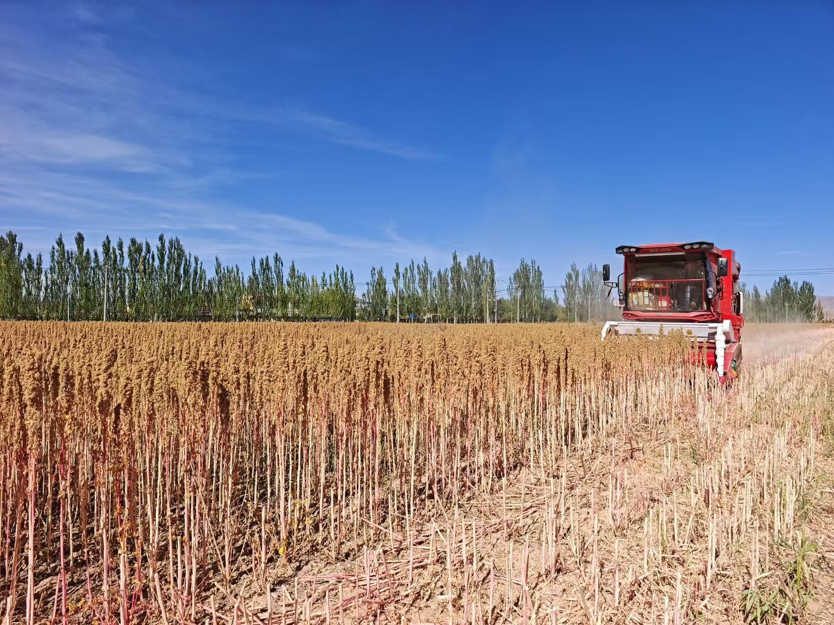 Mechanized quinoa harvest