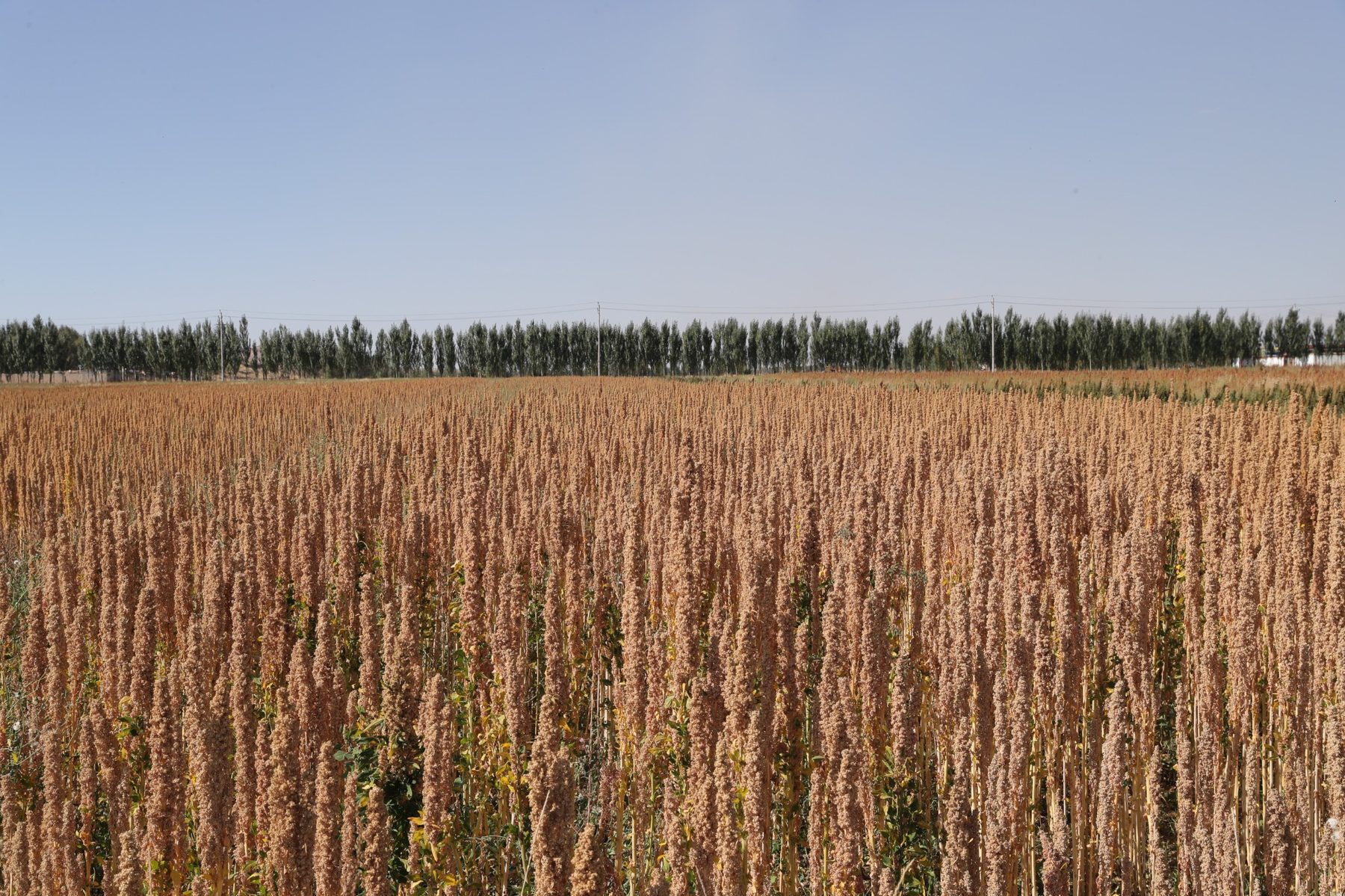 Qinghai commercial quinoa field