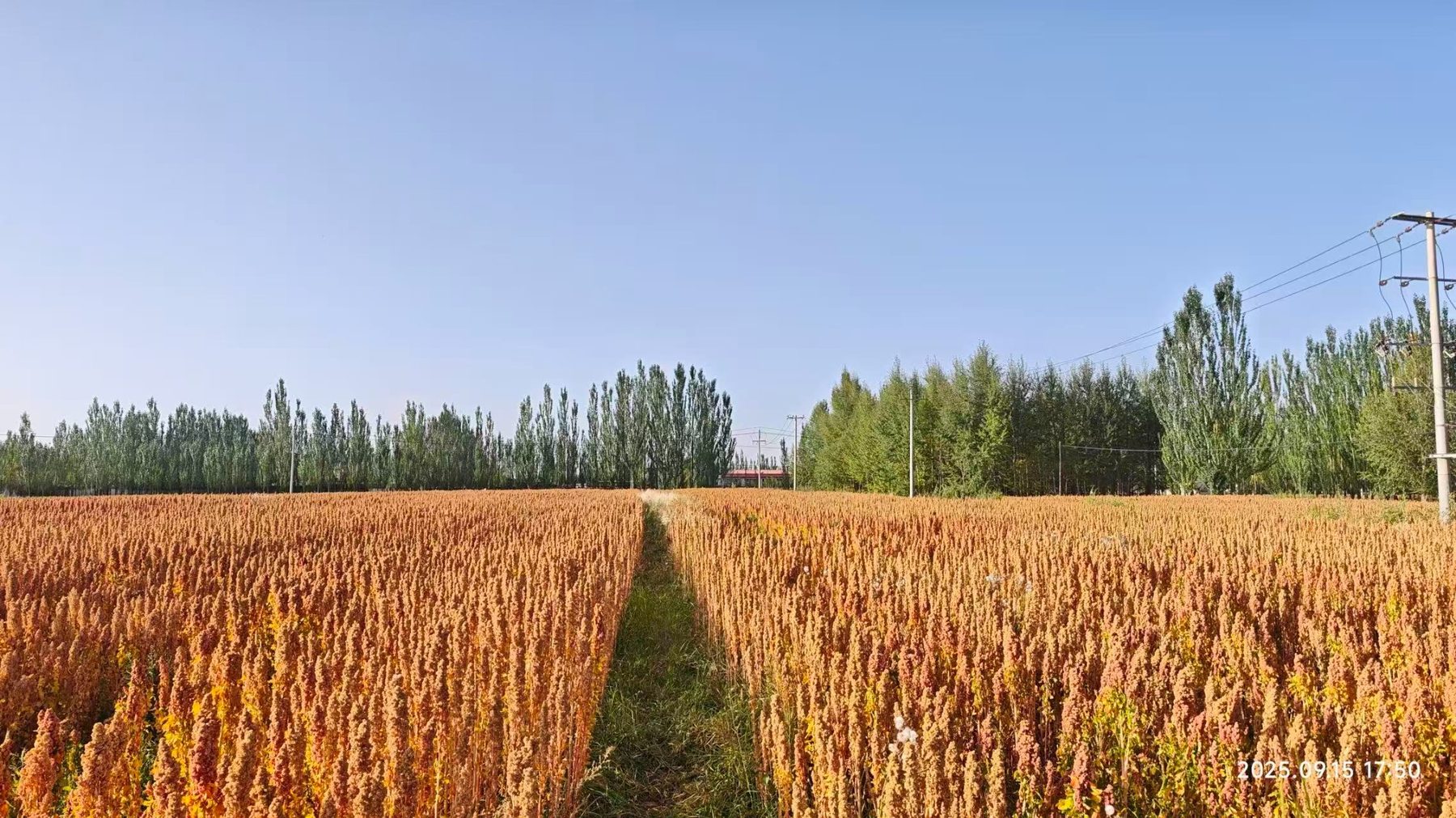 Qinghai mature demonstration field