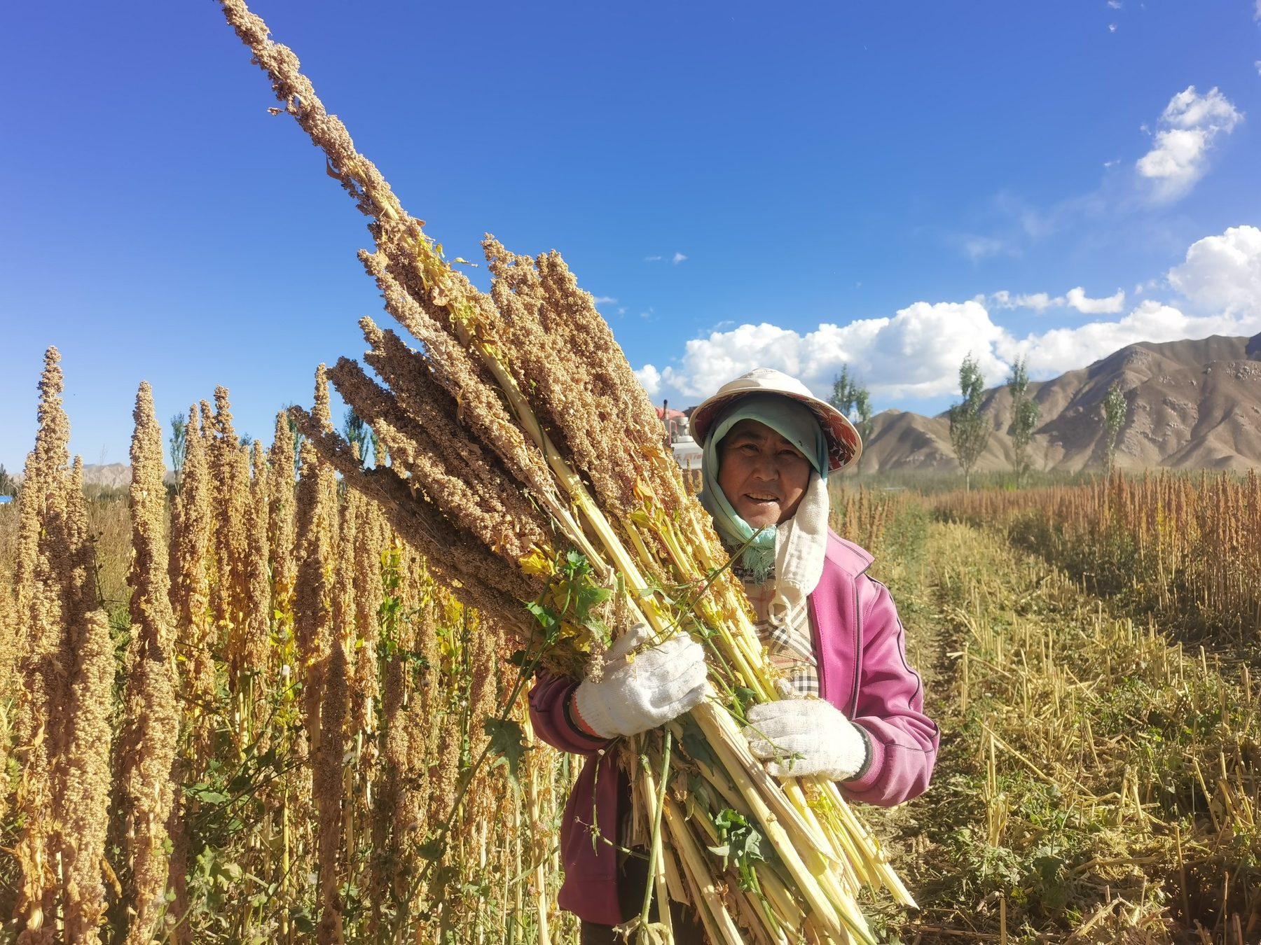 Qinghai quinoa grower harvesting quinoa