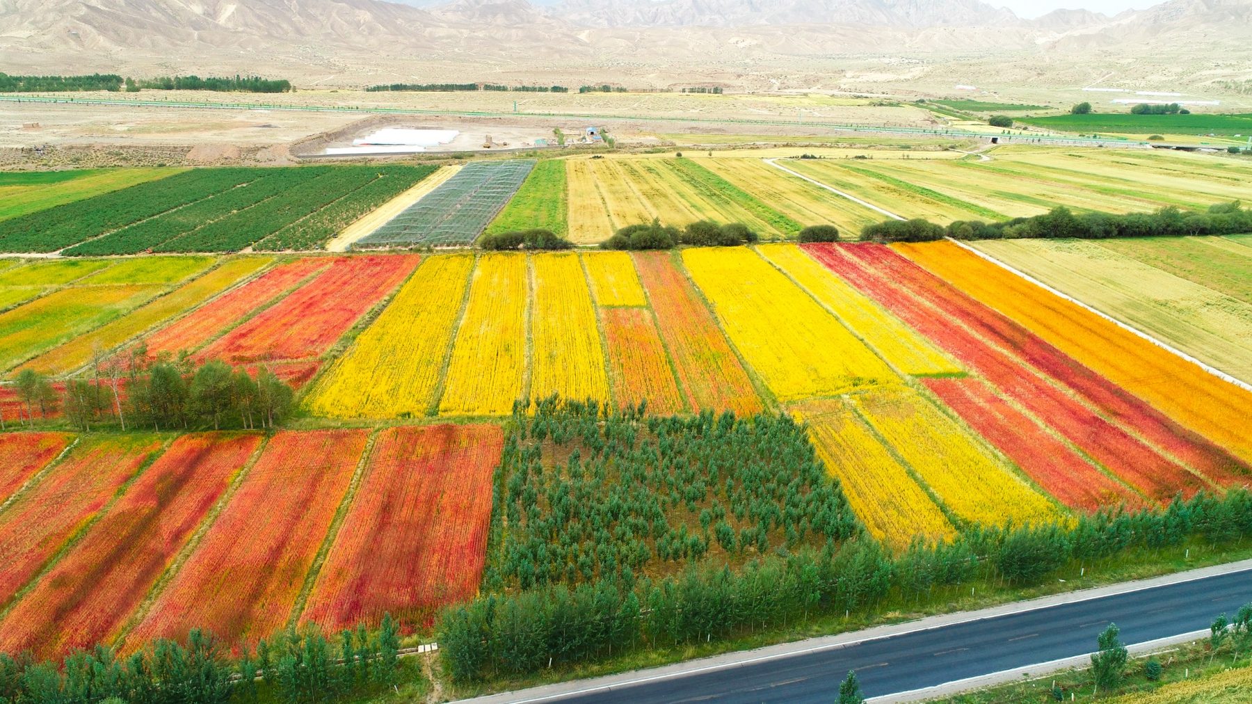Aerial view of Qinghai quinoa variety comparison