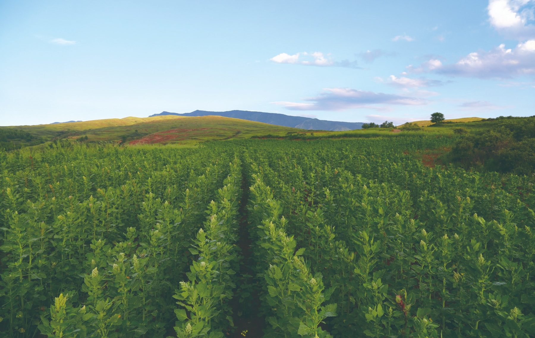 Shanxi green quinoa demonstration field