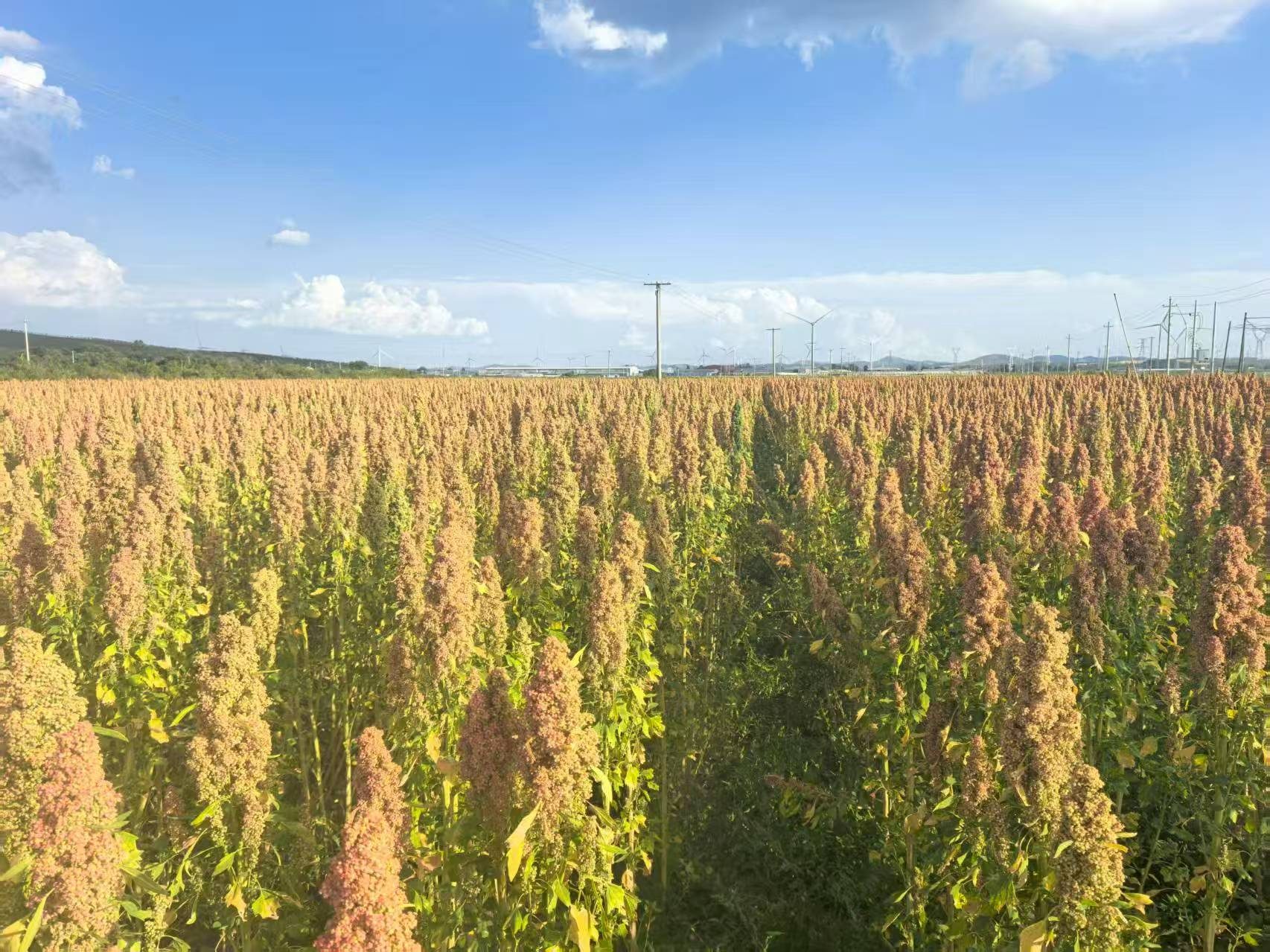 Xinjiang quinoa field