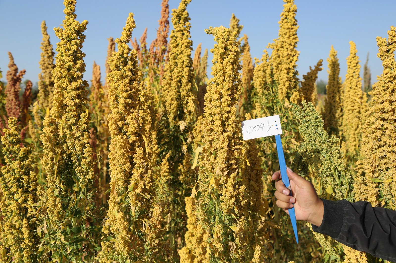 Yellow quinoa accession 0043