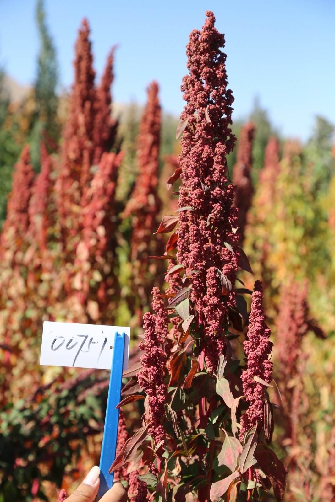 Quinoa accession 0071 in the field