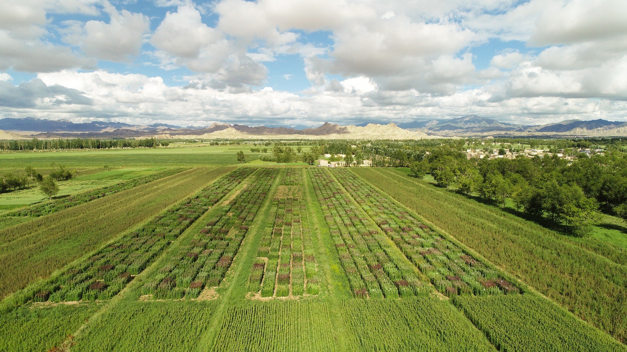 Diverse quinoa germplasm at Jiaqi