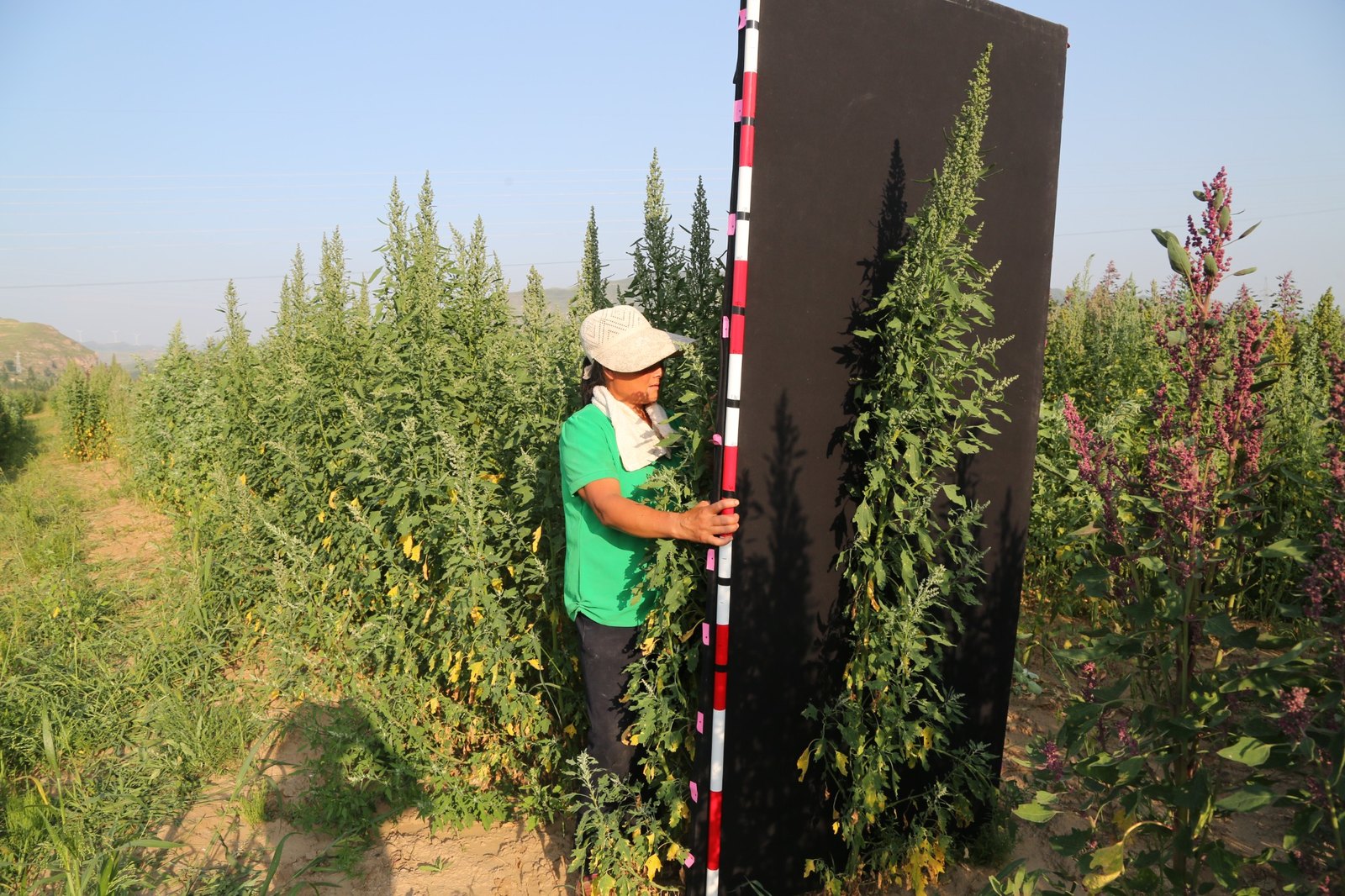 Morphology recording in the field