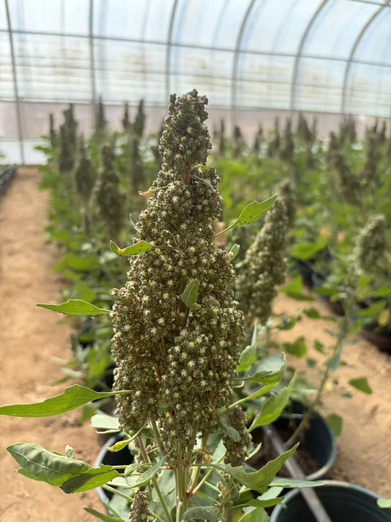 Close-up of a quinoa panicle in the greenhouse