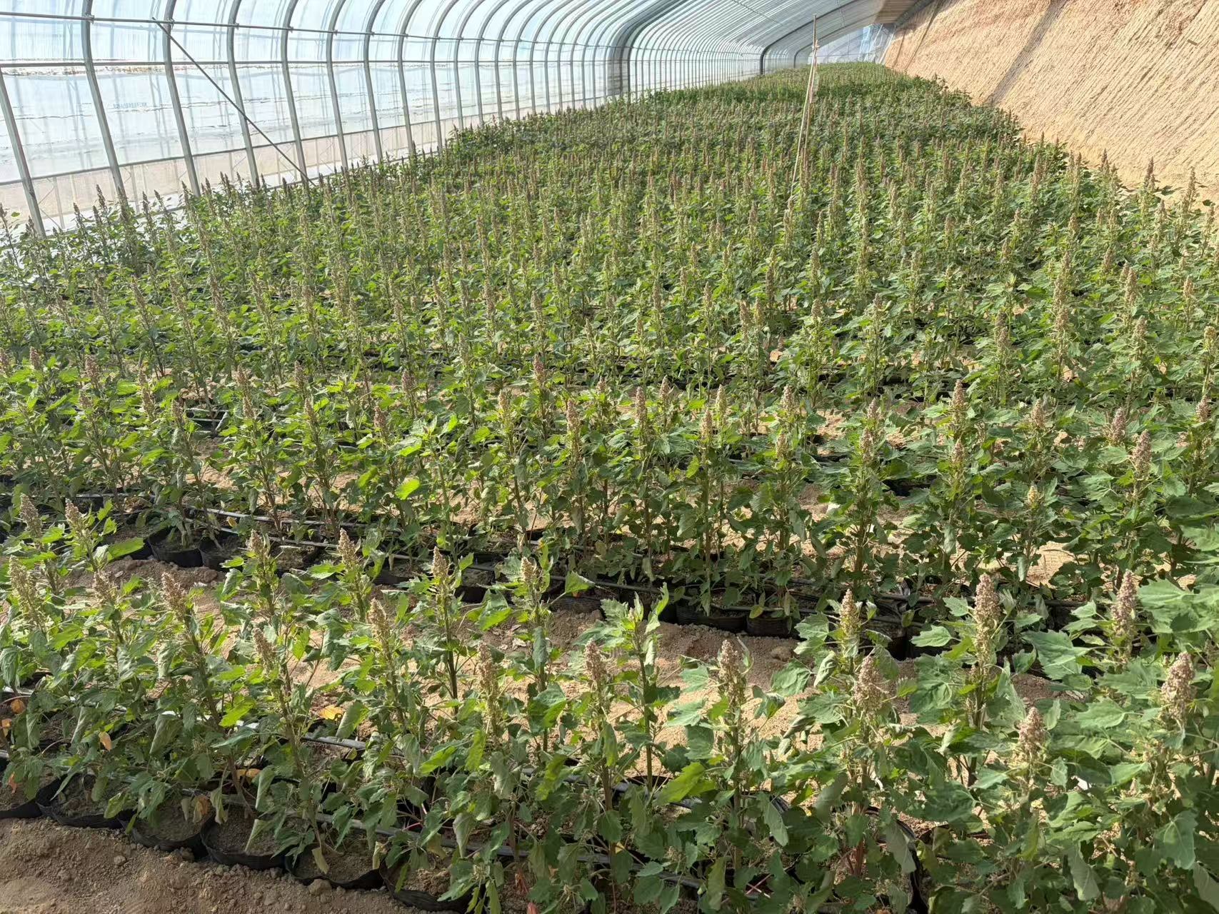 Rows of quinoa breeding materials in the greenhouse