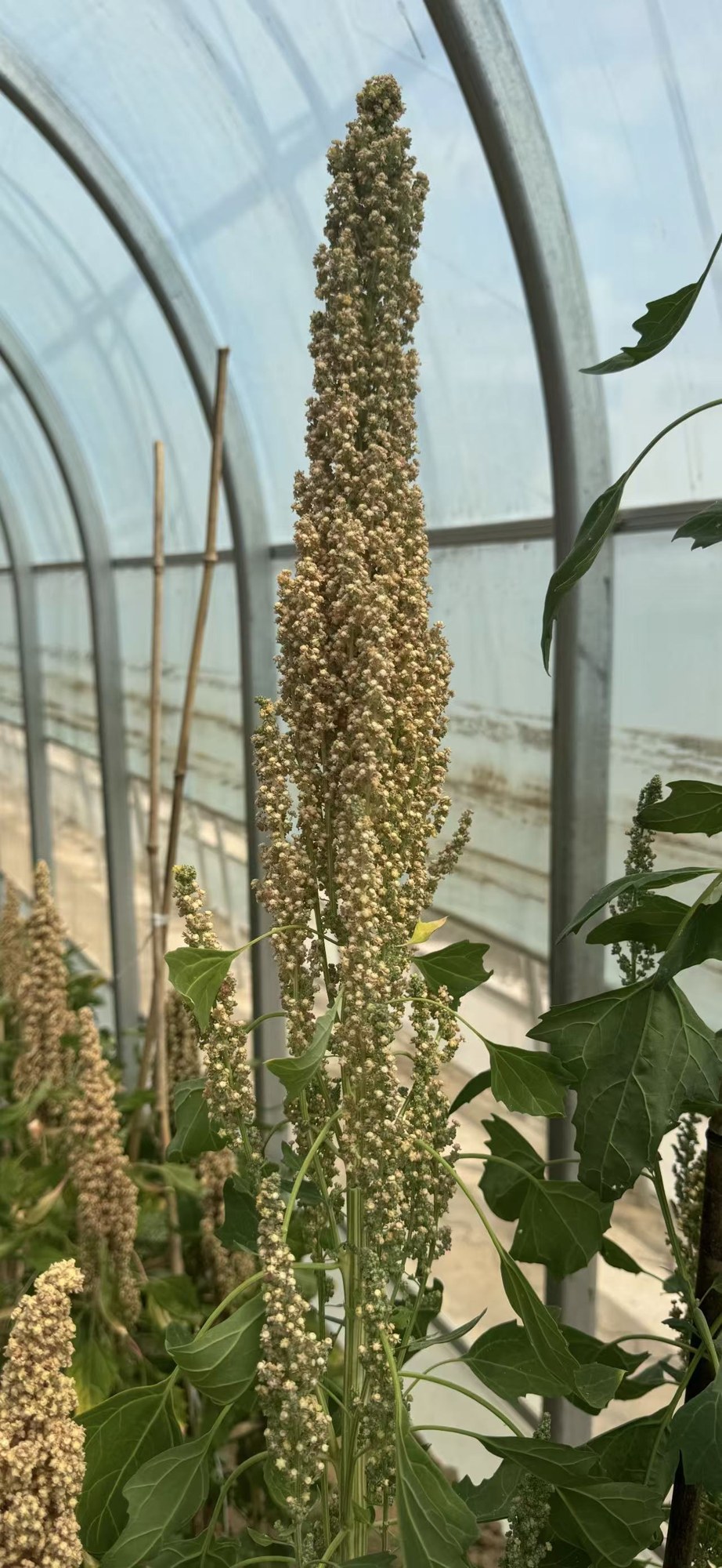 A quinoa plant and panicle in the greenhouse
