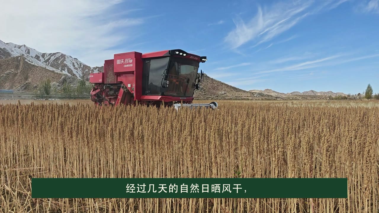 Mechanized quinoa harvest at Jiaqi's Qinghai base